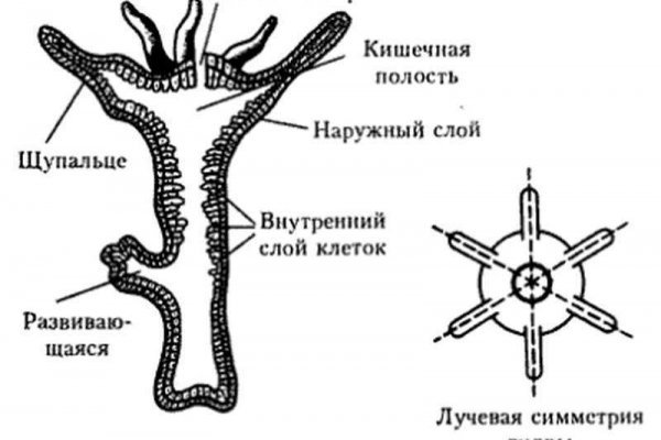 Как зайти на кракен через айфон